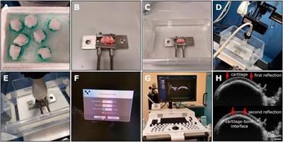 A rabbit osteochondral defect (OCD) model for evaluation of tissue engineered implants on their biosafety and efficacy in osteochondral repair